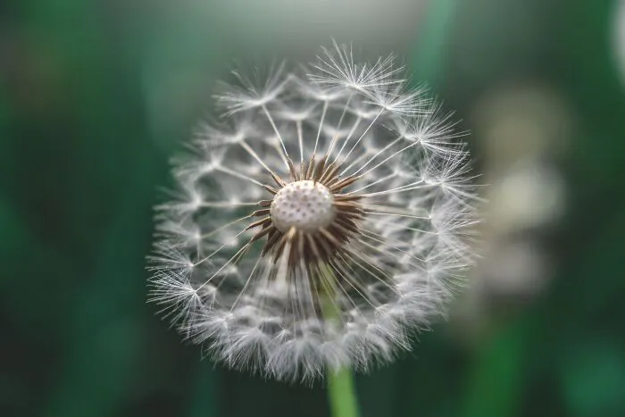 Dandelion Wheel