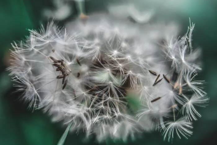 Dandelion's Rays