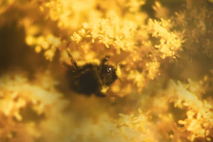 Bee Looking For Some Honey