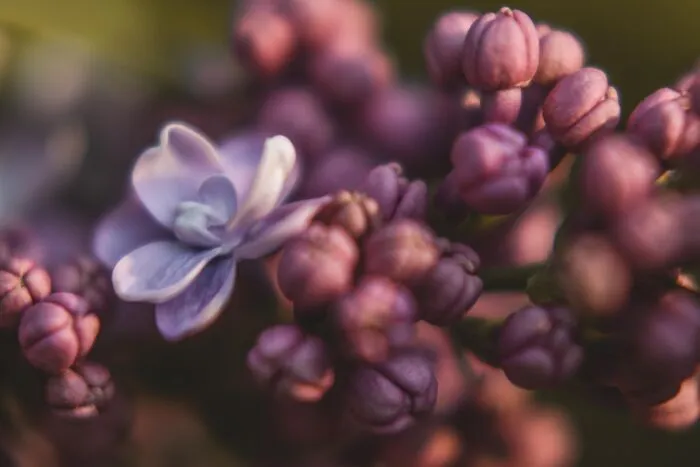 Lilac