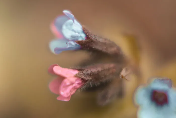 Primula