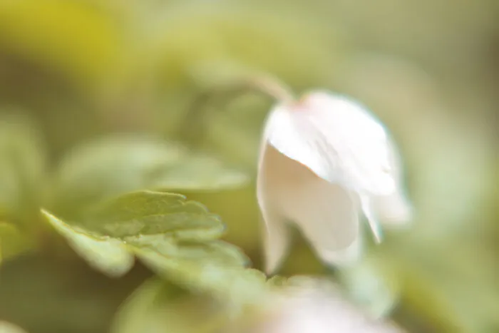 Tenderness