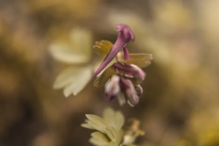 Purple Primula