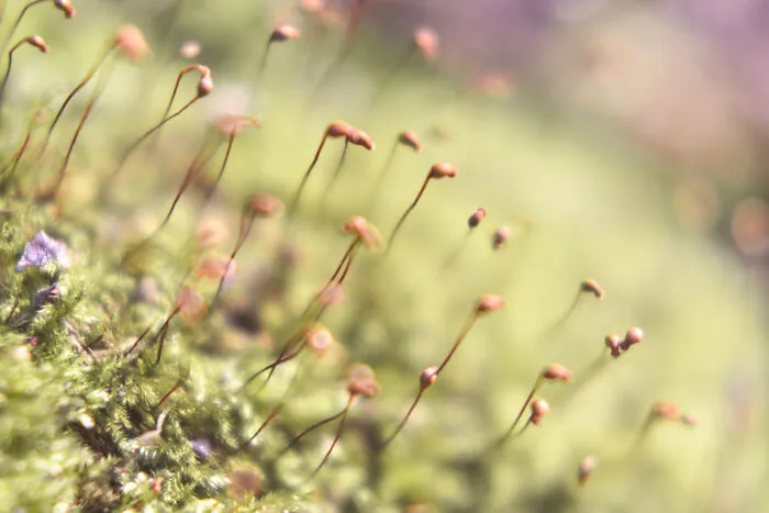 Hair Moss