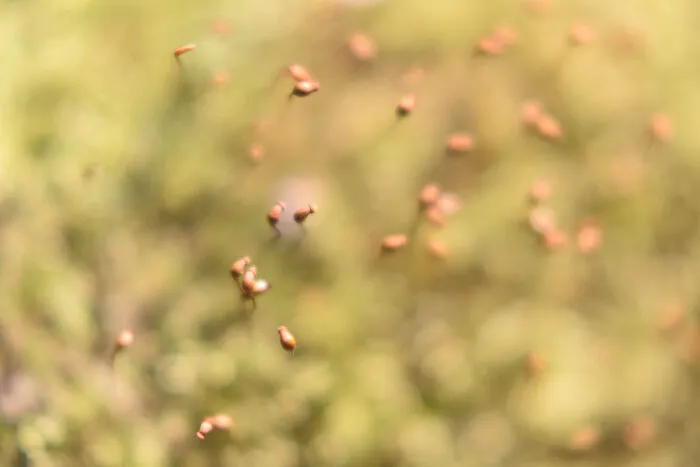 Moss Birds