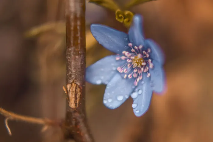 Spring