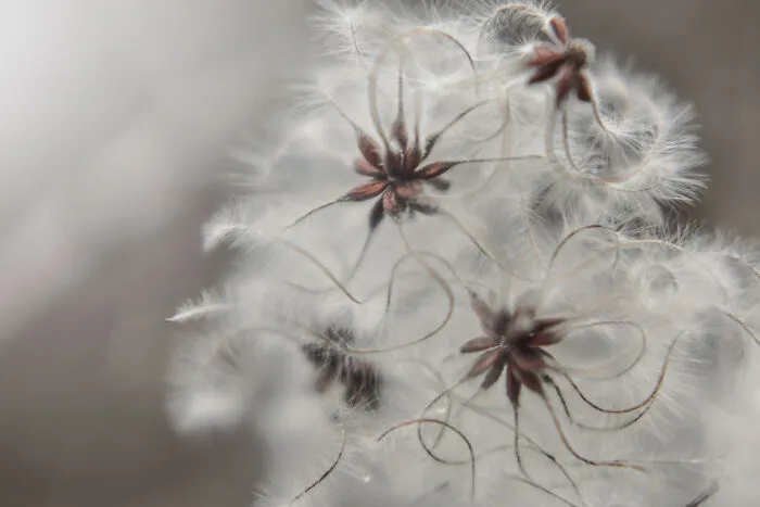 Seeds Of Clematis Vitalba