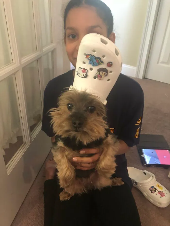 A Slipper On Your Pet's Head Can Make Them Look Like The Pope, And Here Are 30 Pics To Prove It