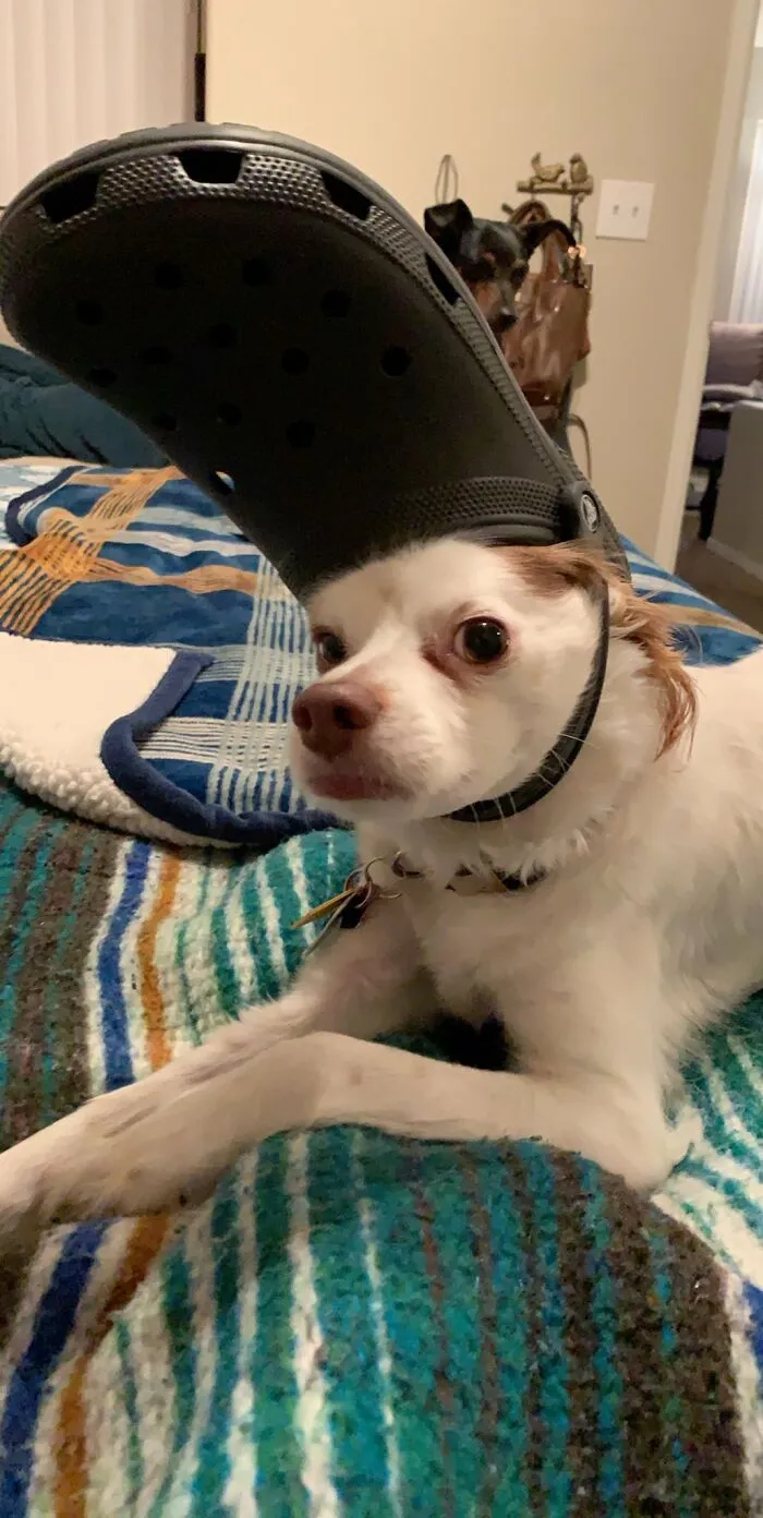 A Slipper On Your Pet's Head Can Make Them Look Like The Pope, And Here Are 30 Pics To Prove It