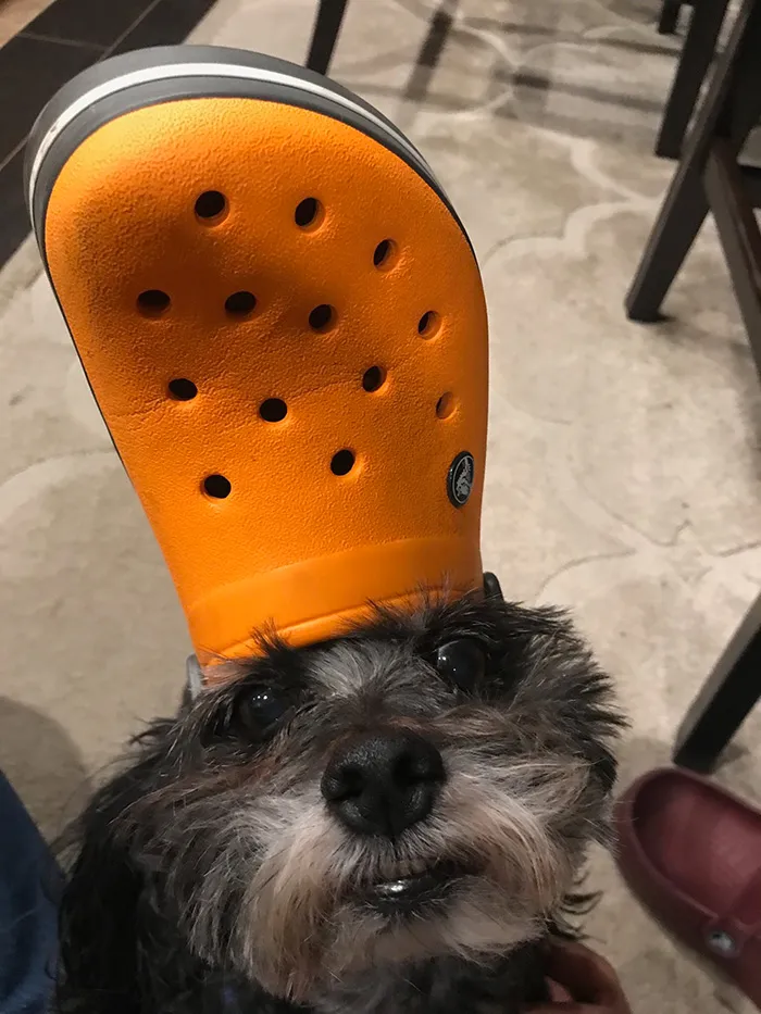 A Slipper On Your Pet's Head Can Make Them Look Like The Pope, And Here Are 30 Pics To Prove It