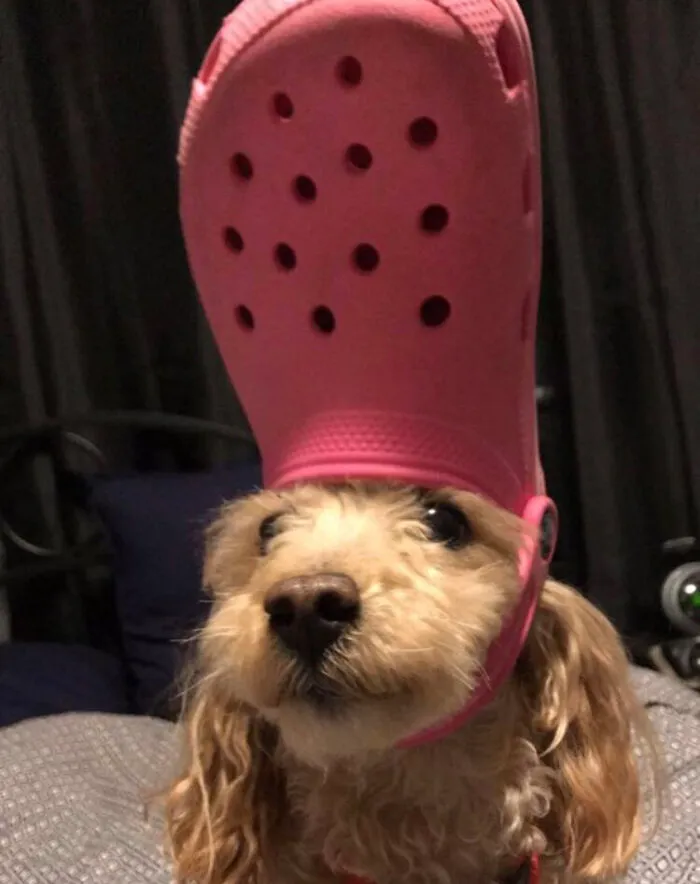 A Slipper On Your Pet's Head Can Make Them Look Like The Pope, And Here Are 30 Pics To Prove It