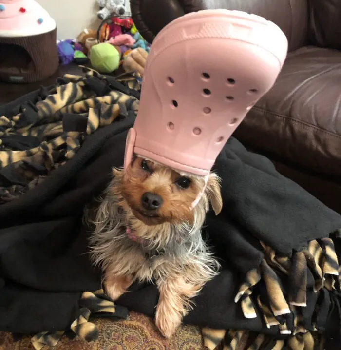 A Slipper On Your Pet's Head Can Make Them Look Like The Pope, And Here Are 30 Pics To Prove It