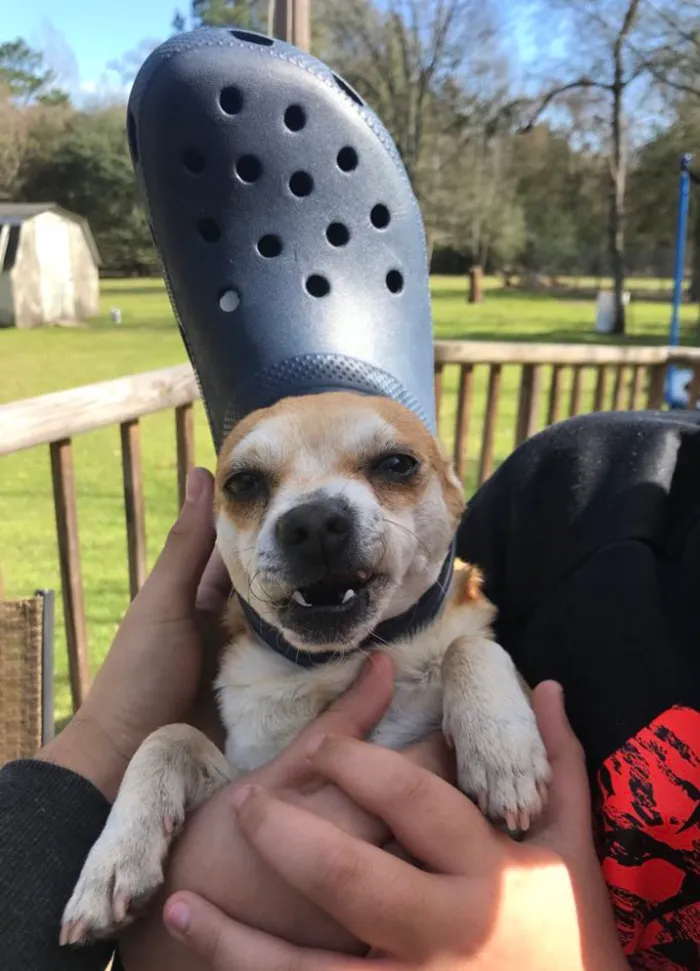 A Slipper On Your Pet's Head Can Make Them Look Like The Pope, And Here Are 30 Pics To Prove It