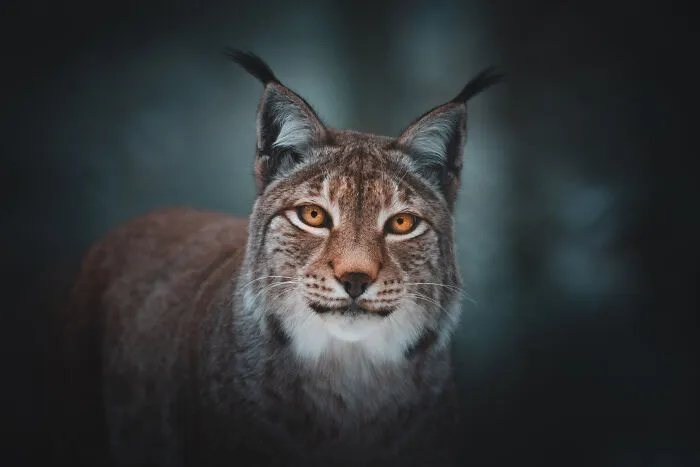 Focused