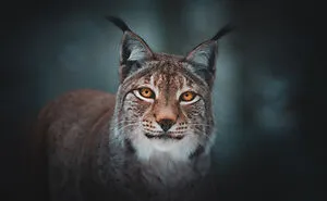 50 Of The Best Photos From Our #Animals2020 Contest To Brighten Your Day
