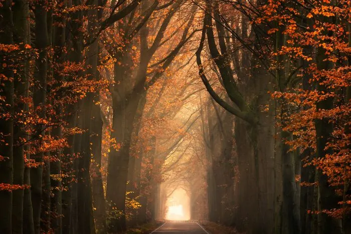 I Photographed Foggy Forest Roads And Paths In The Netherlands During Each Season (30 Pics)