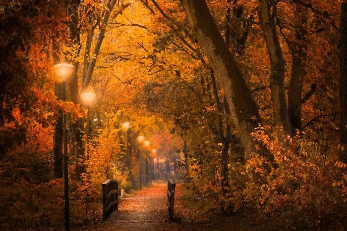 I Photographed Foggy Forest Roads And Paths In The Netherlands During Each Season (30 Pics)