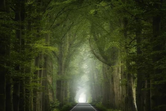 I Photographed Foggy Forest Roads And Paths In The Netherlands During Each Season (30 Pics)
