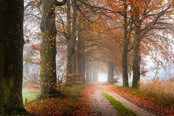 I Photographed Foggy Forest Roads And Paths In The Netherlands During Each Season (30 Pics)