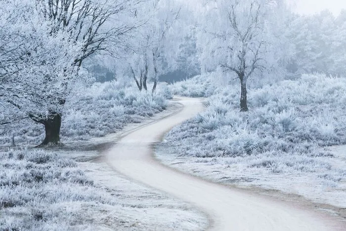 I Photographed Foggy Forest Roads And Paths In The Netherlands During Each Season (30 Pics)