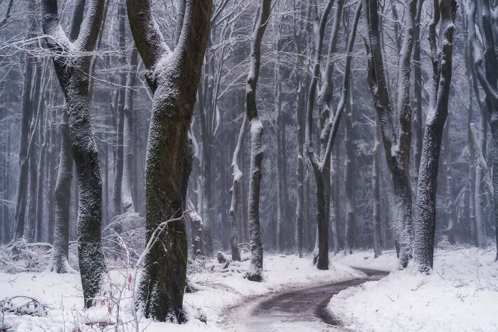I Photographed Foggy Forest Roads And Paths In The Netherlands During Each Season (30 Pics)