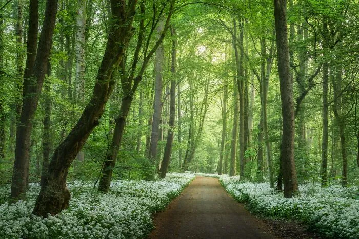I Photographed Foggy Forest Roads And Paths In The Netherlands During Each Season (30 Pics)