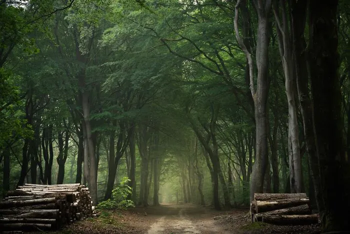 I Photographed Foggy Forest Roads And Paths In The Netherlands During Each Season (30 Pics)