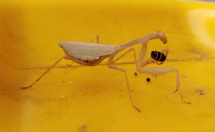 Just A Mantis, Casually Dismantling A Wasp On My Recycle Bin.