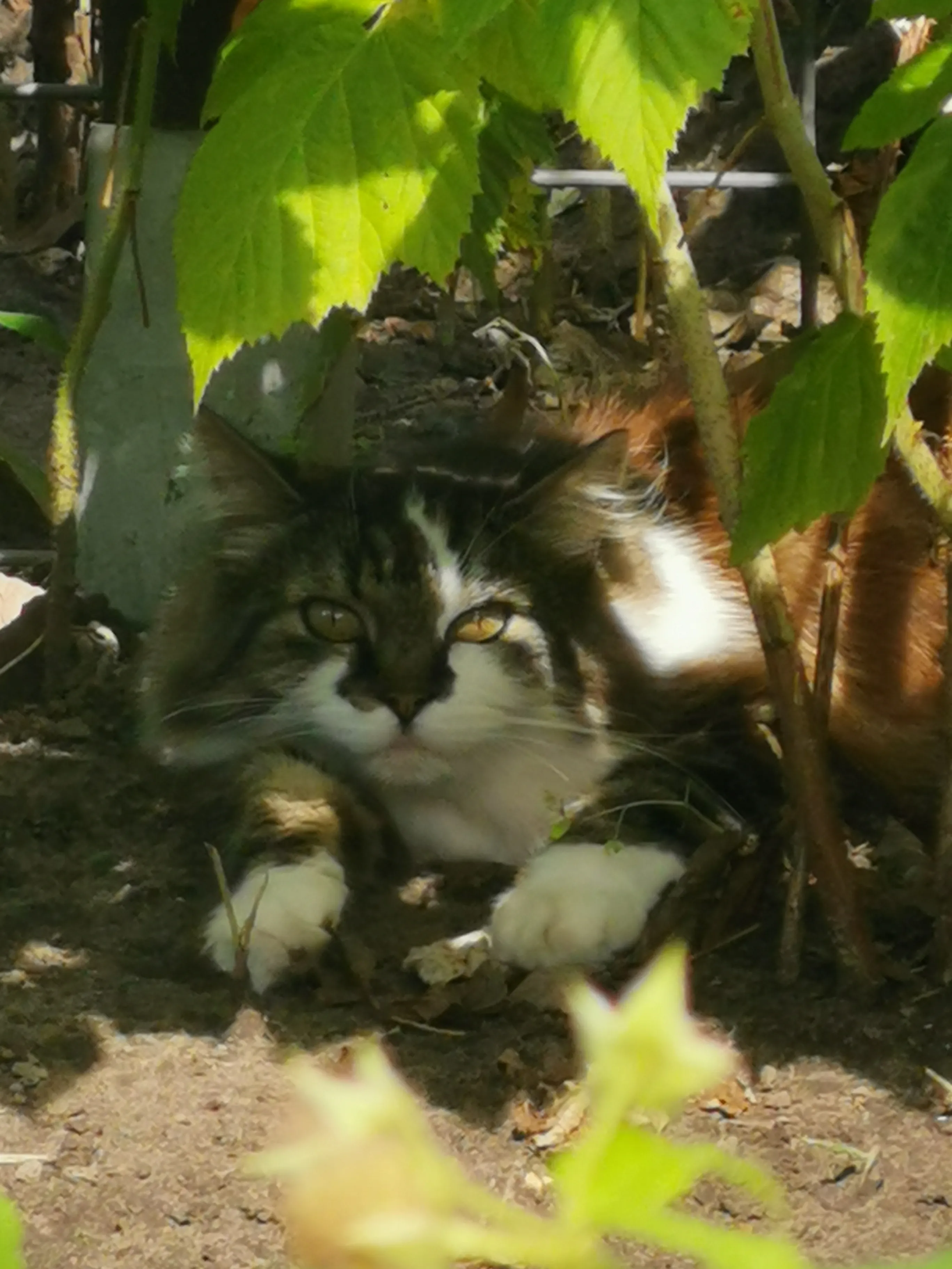 Garden + Cat