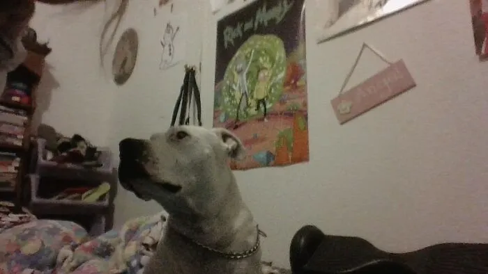 My Dog Hates Pictures!