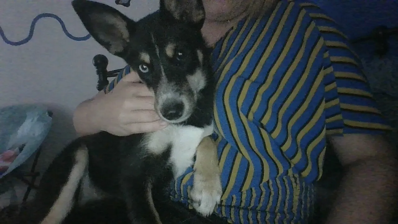 I Found Her On The Street The Other Day With A Hurt Knee And Broken Leg But Luckily After We Took Her In She Is Healing Up