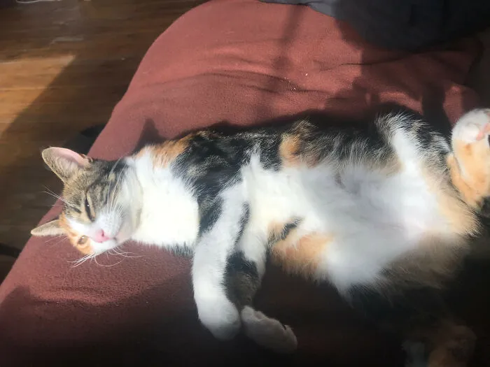 Cleopatra Doesn't Like Mondays