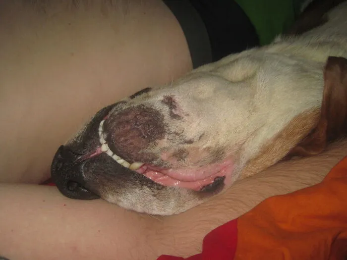 He Was Snoring Loudly, Too.