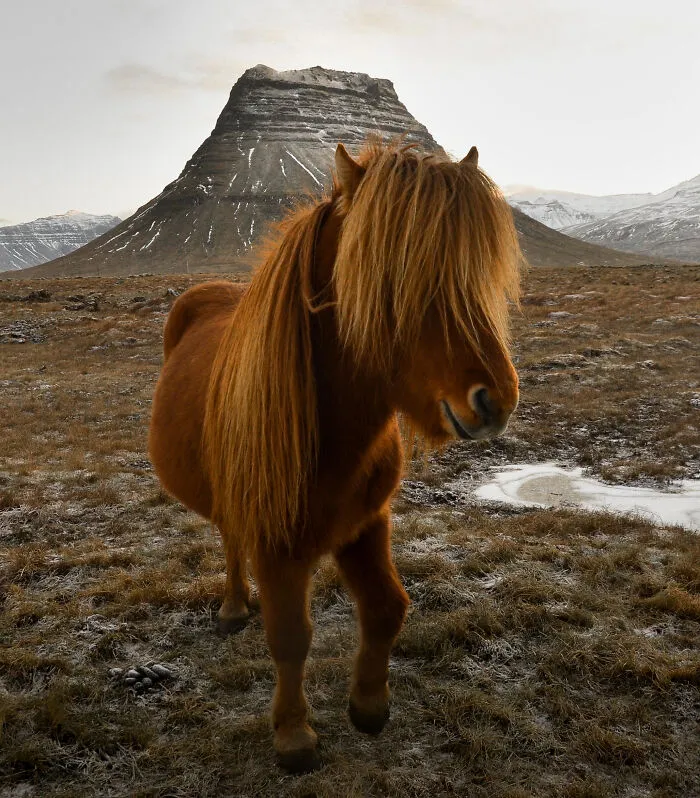 Icelandic