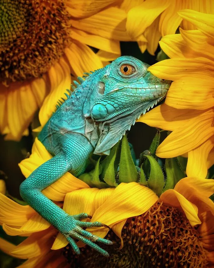 Winner: Iguana