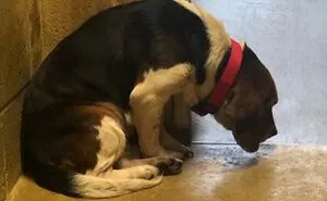 Jude