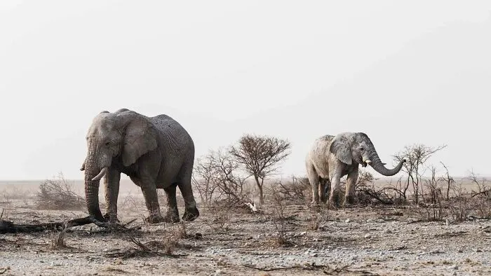 Bull Elephants Browsing On Leaves On Edge Of Pan