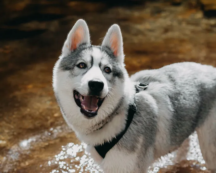 Meet My Dog Tsuki, The Siberian Husky With Goggles!