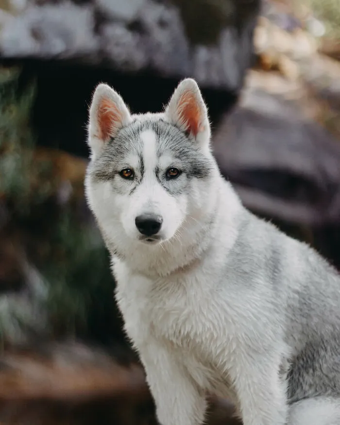 Meet My Dog Tsuki, The Siberian Husky With Goggles!
