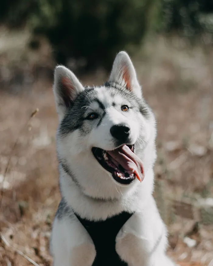 Meet My Dog Tsuki, The Siberian Husky With Goggles!