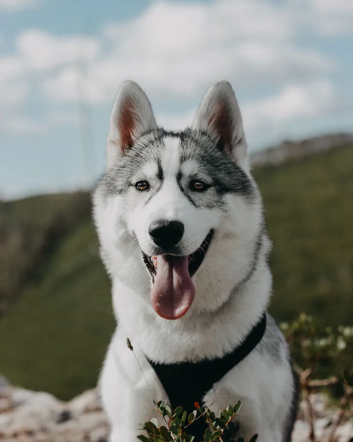 Meet My Dog Tsuki, The Siberian Husky With Goggles!
