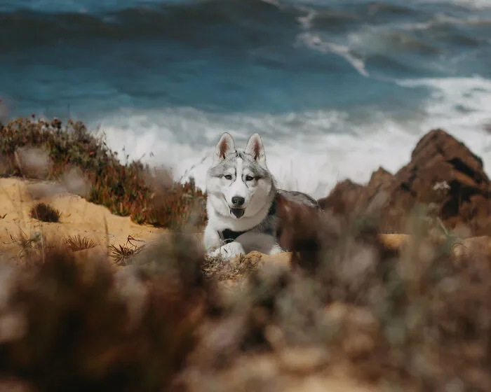 Meet My Dog Tsuki, The Siberian Husky With Goggles!