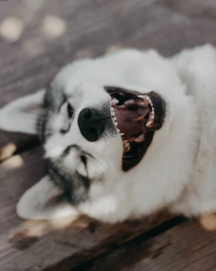 Meet My Dog Tsuki, The Siberian Husky With Goggles!