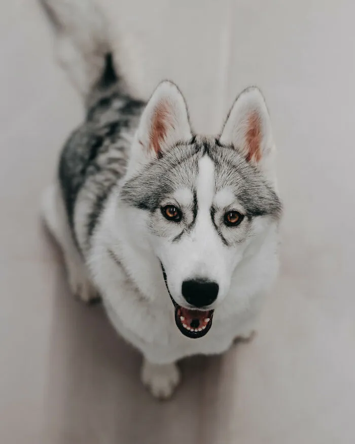 Meet My Dog Tsuki, The Siberian Husky With Goggles!