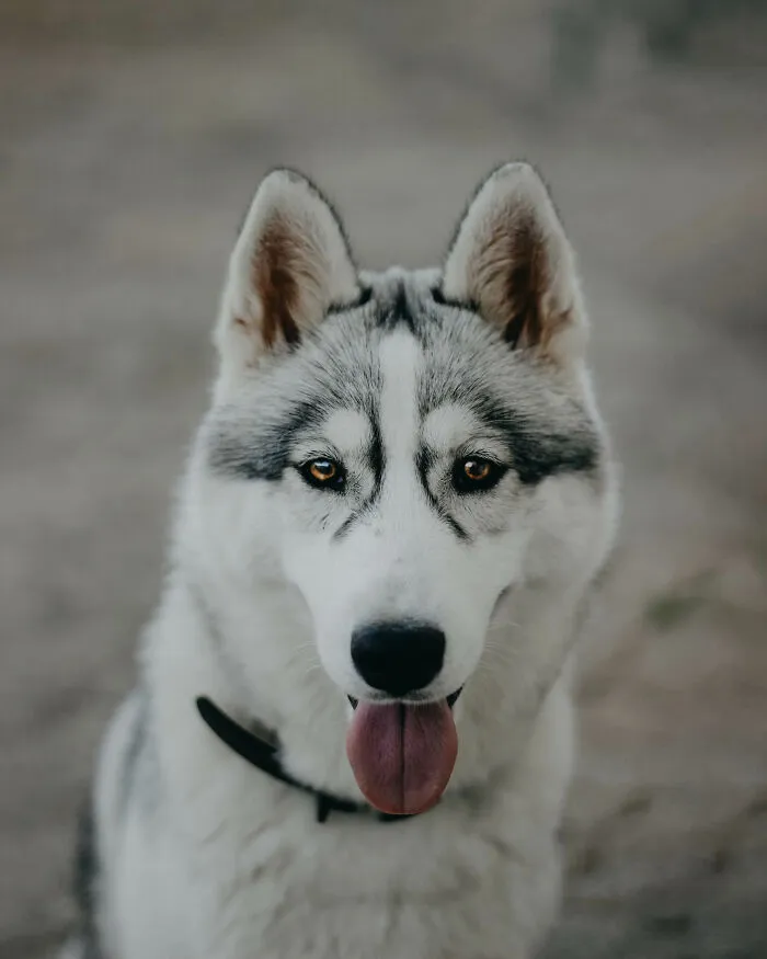 Meet My Dog Tsuki, The Siberian Husky With Goggles!