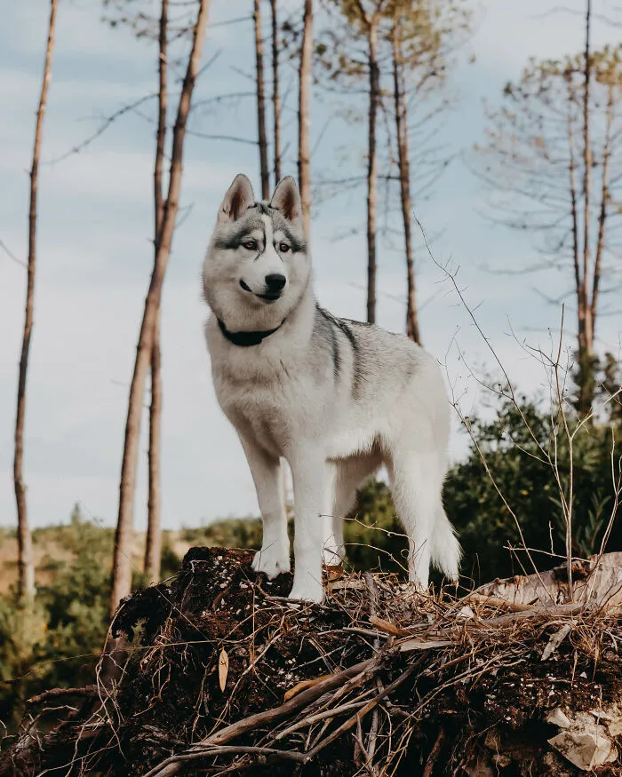 Meet My Dog Tsuki, The Siberian Husky With Goggles!