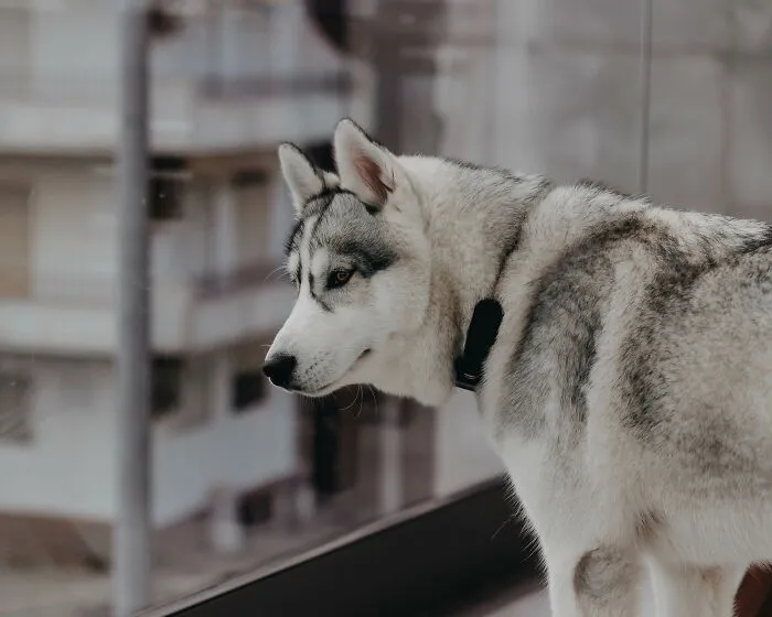 Meet My Dog Tsuki, The Siberian Husky With Goggles!