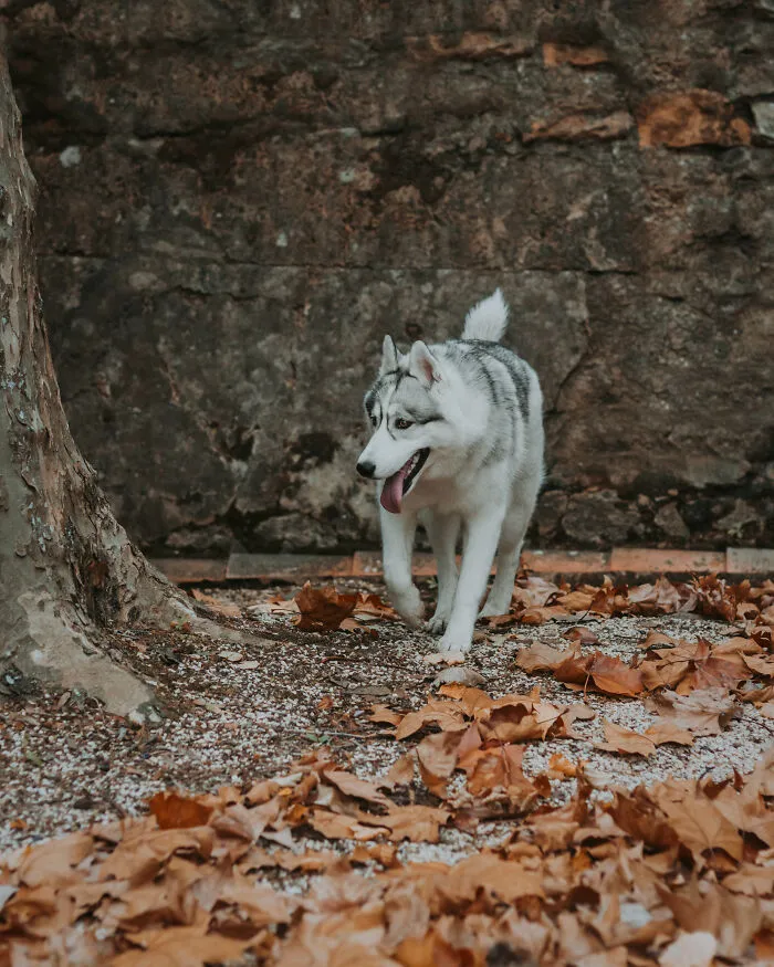 We Did An Autumn Inspired Photoshoot With Our Husky And This Is How The Photos Turned Out