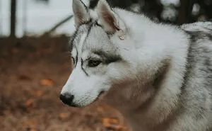 We Did An Autumn Inspired Photoshoot With Our Husky And This Is How The Photos Turned Out