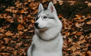 We Did An Autumn Inspired Photoshoot With Our Husky And This Is How The Photos Turned Out